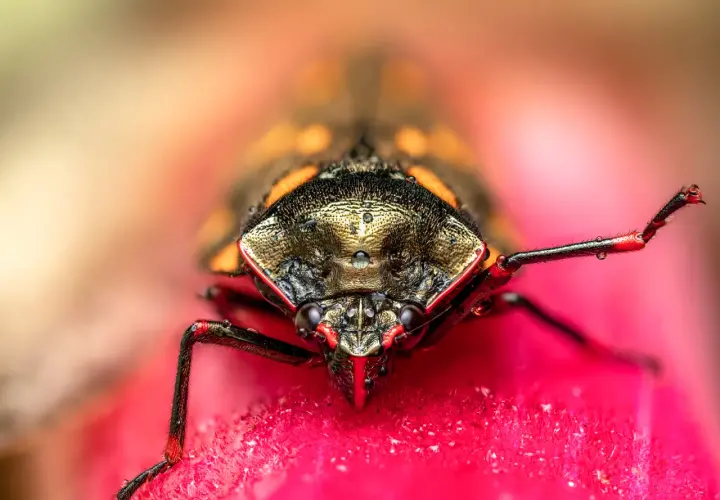 Fotografia makro: głowa owada z kroplami rosy na pancerzu, siedzącego na różowym kwiecie.
