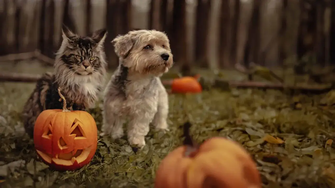 Kot i pies siedzą obok dyni na Halloween. Niektórzy twierdzą, że to brzydkie zdjecia, ale ja widzę w nich uroczy duet.